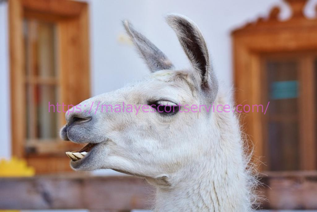 Close-up of a white llama's face.