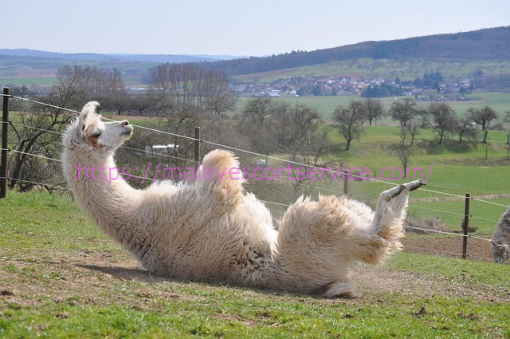 Llama rolling on its back in a grassy field.