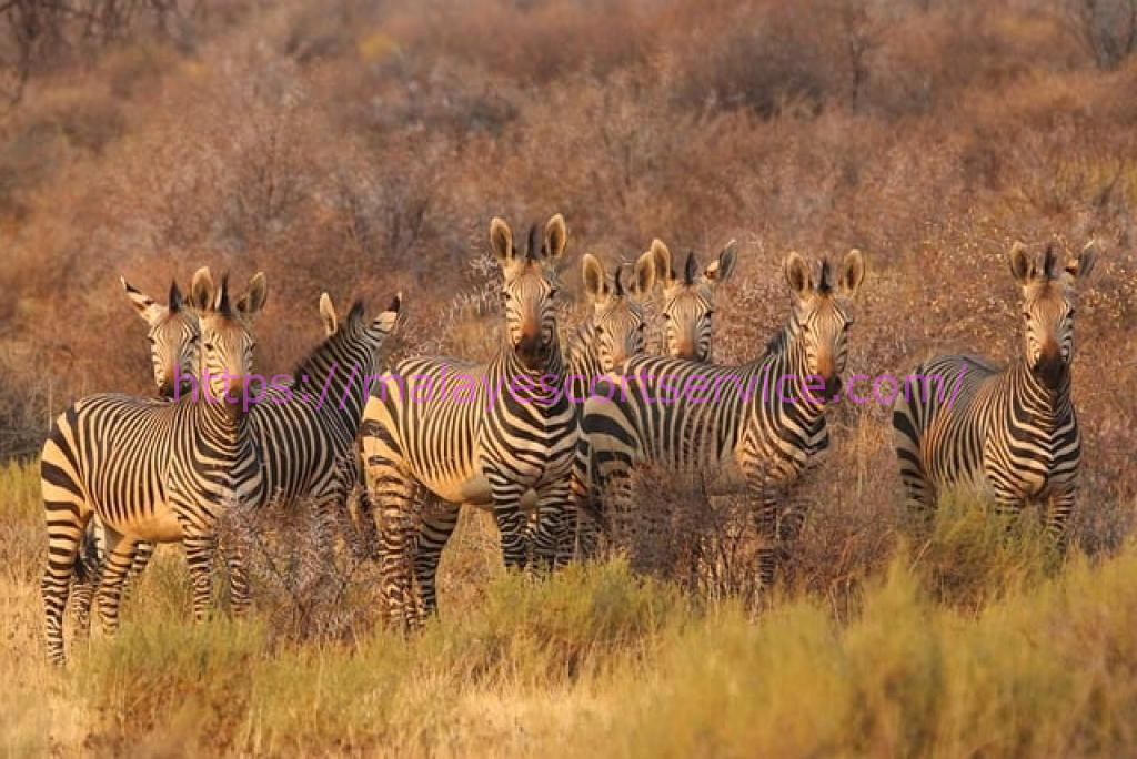 A herd of zebras in a grassy field.