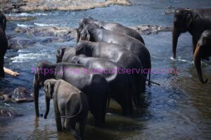 A herd of elephants crossing a river.