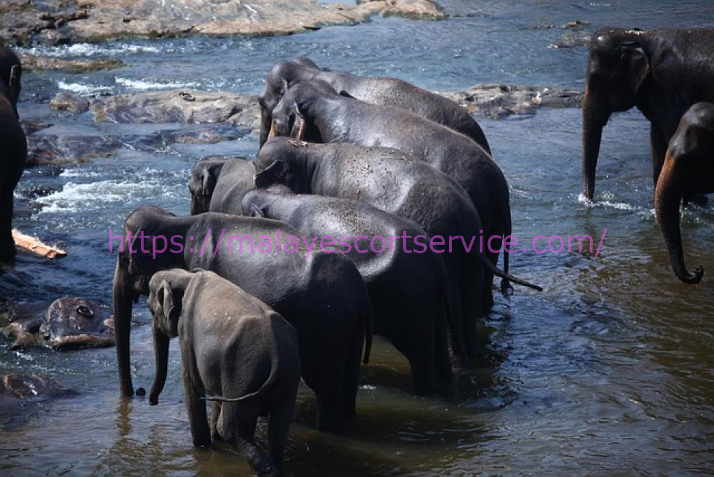 A herd of elephants crossing a river.